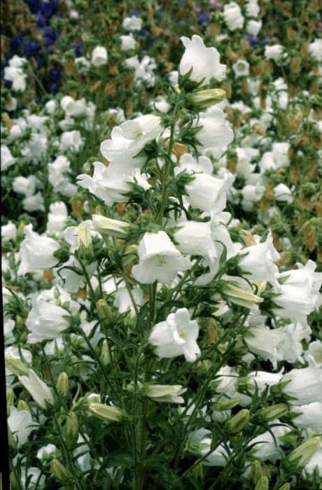 Canterbury bells