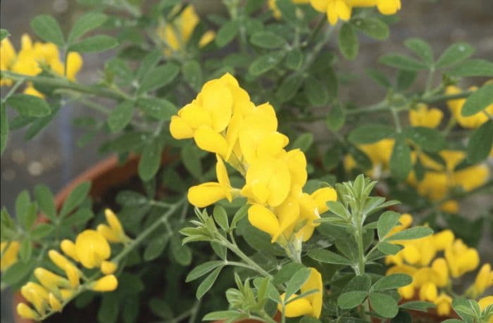 florists' genista