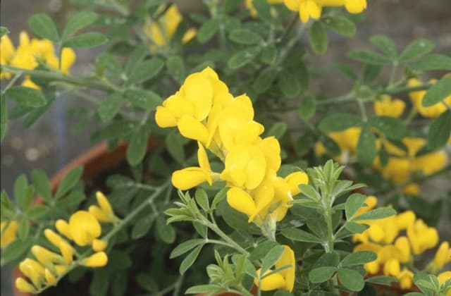 Florists' genista