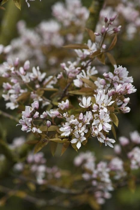 serviceberry 'Robin Hill'