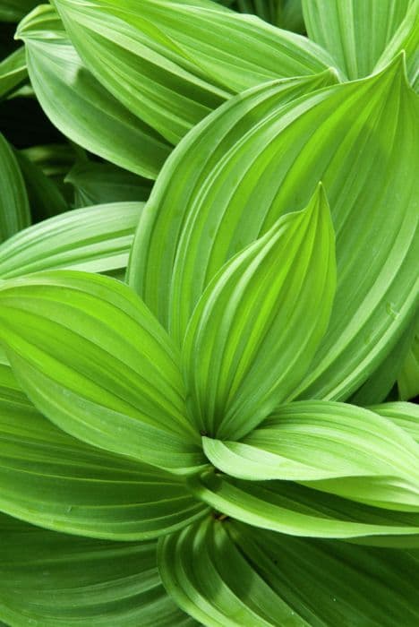 Californian tailed false hellebore