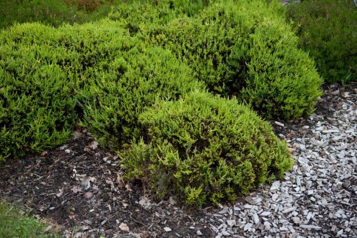 heather 'Serlei Aurea'