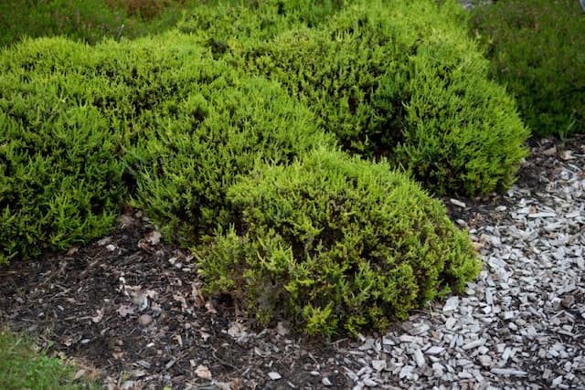 Heather 'Serlei Aurea'