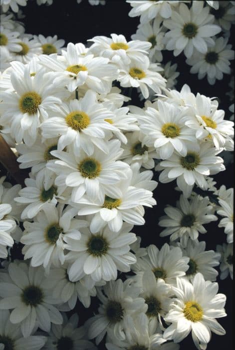 chrysanthemum 'Tricia'