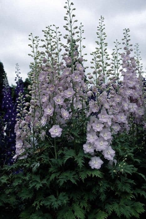 delphinium 'Cherub'