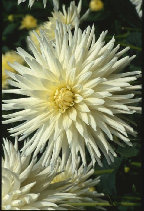 dahlia 'Hamari Bride'