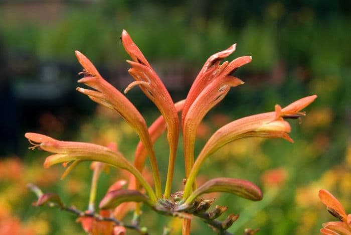 montbretia 'Cally Greyleaf'