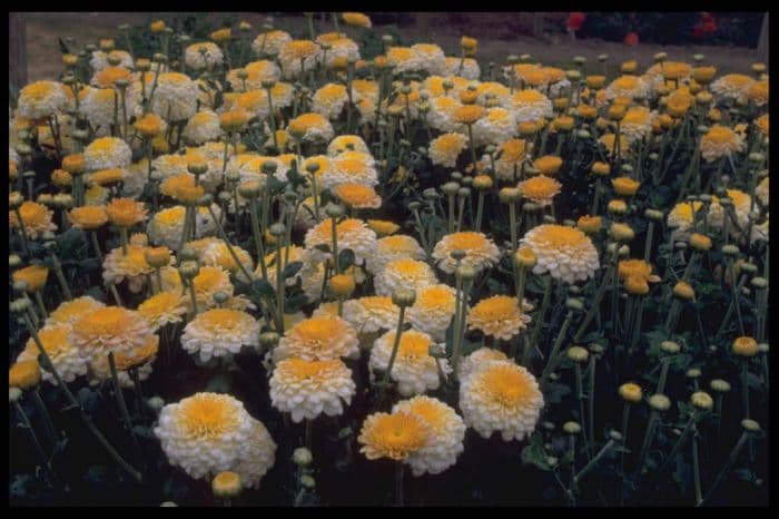 chrysanthemum 'Pennine Glory'