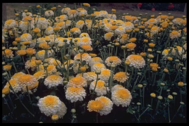 Chrysanthemum 'Pennine Glory'