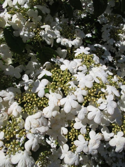 Japanese snowball 'Nanum Semperflorens'