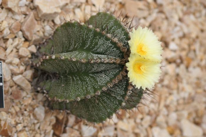 goat's horn cactus