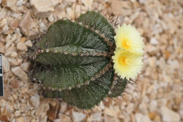 Goat's horn cactus