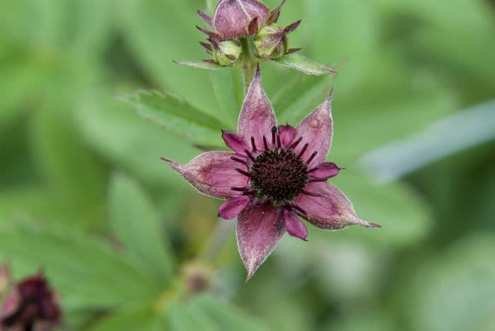 marsh cinquefoil