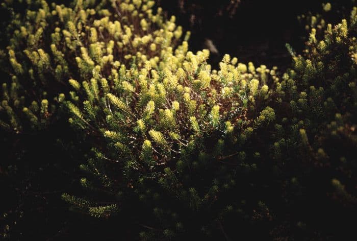 Cornish heath 'Valerie Proudley'