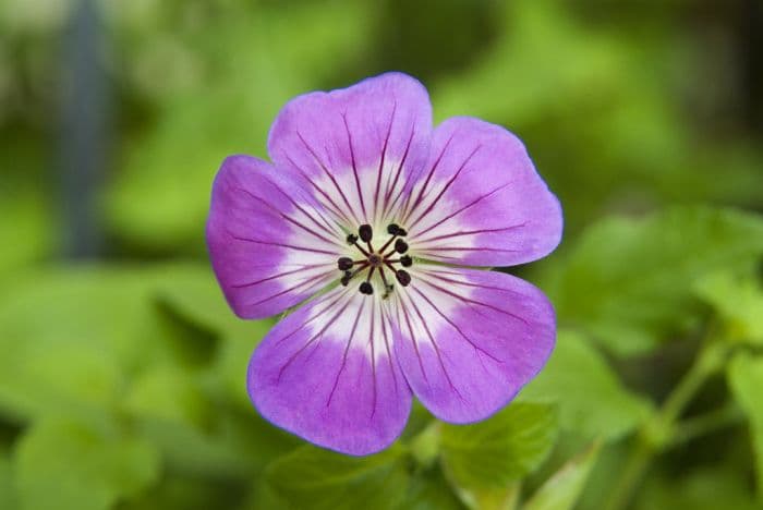 cranesbill 'Sweet Heidy'