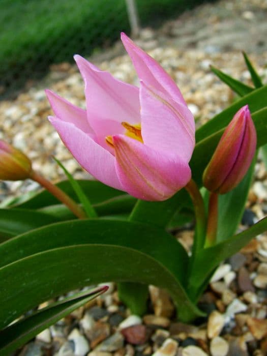 Candia tulip 'Lilac Wonder'