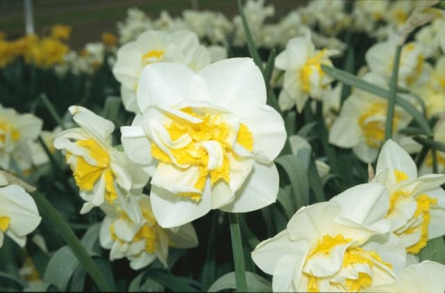Daffodil 'Unique'