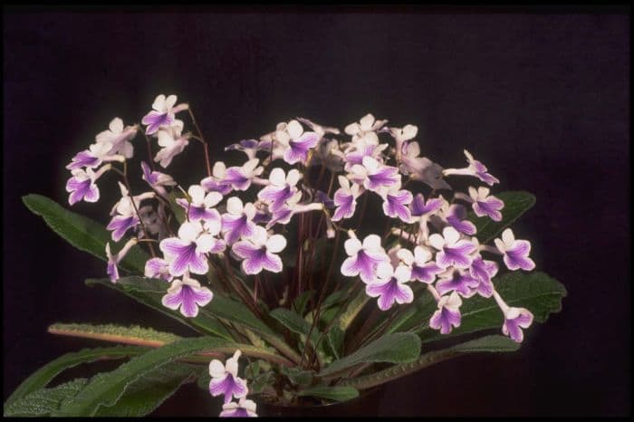 Cape primrose 'Crystal Ice'