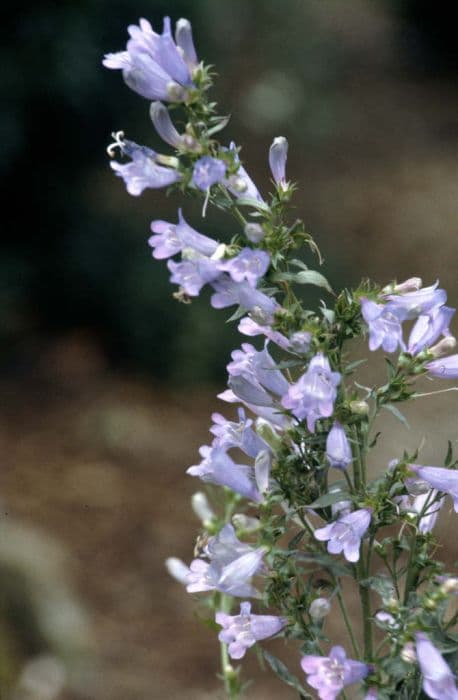 penstemon 'Catherine de la Mare'