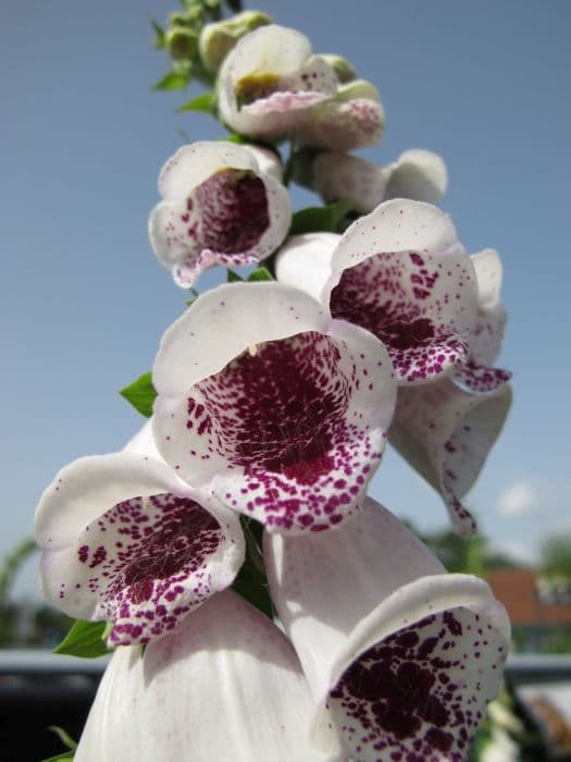 foxglove 'Pam's Choice'