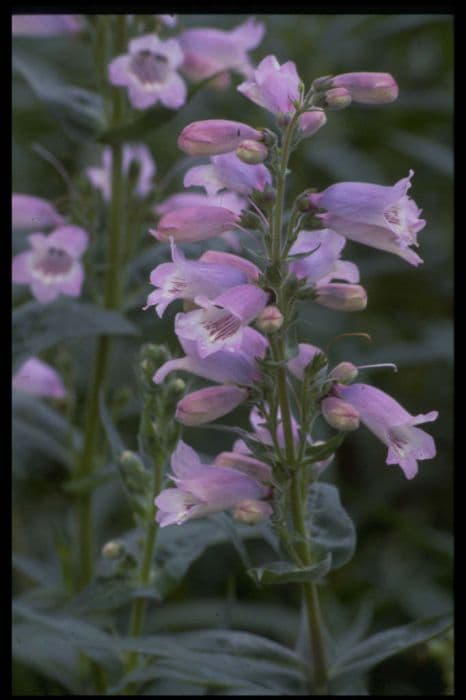 penstemon 'Stapleford Gem'