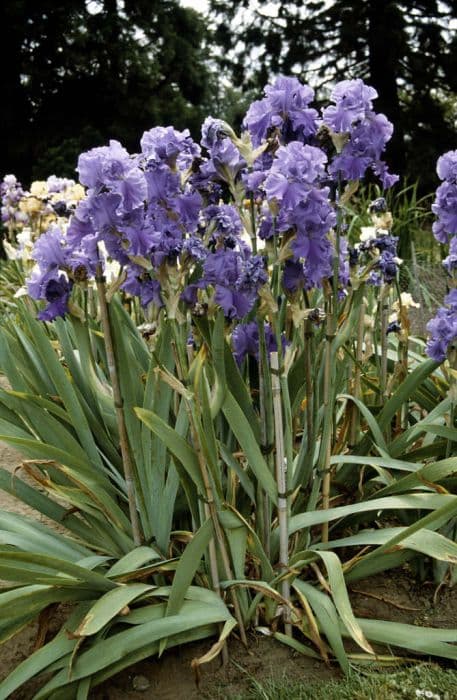 iris 'Breakers'