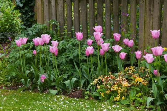 Tulip 'Mistress'