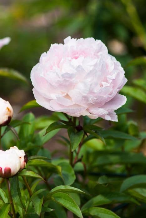 peony 'Nancy Nora'