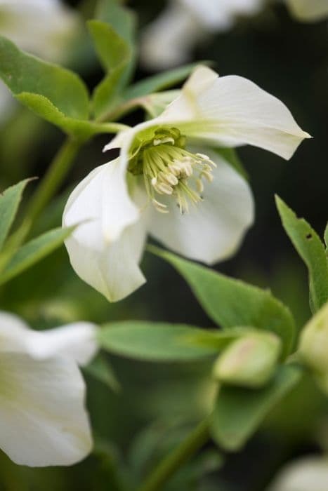 hellebore 'Snow Love'