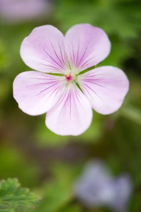 Cranesbill 'Lilac Ice'