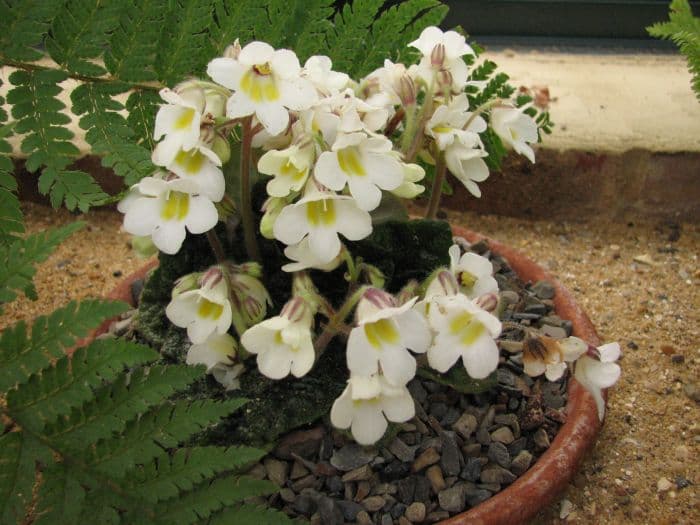 begonia-leaved petrocosmea