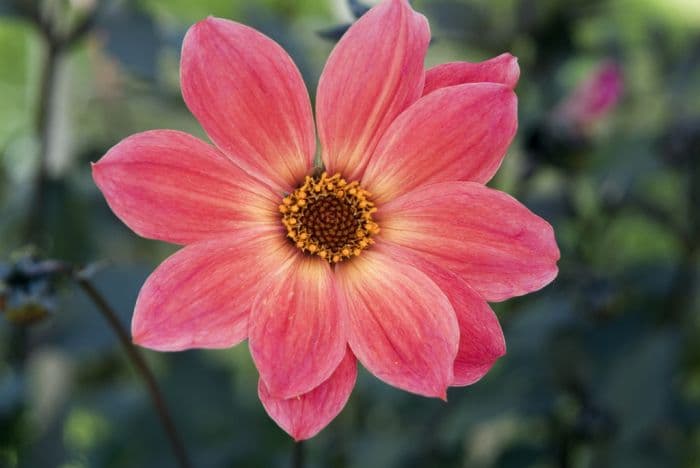 dahlia 'Twyning's Revel'