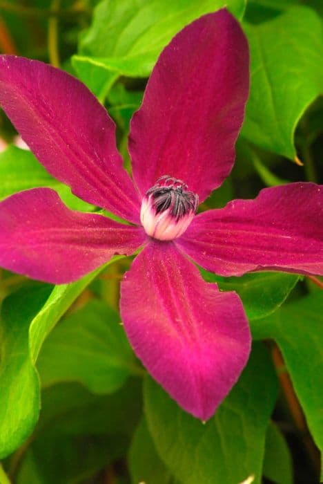 clematis 'Geoffrey Tolver'