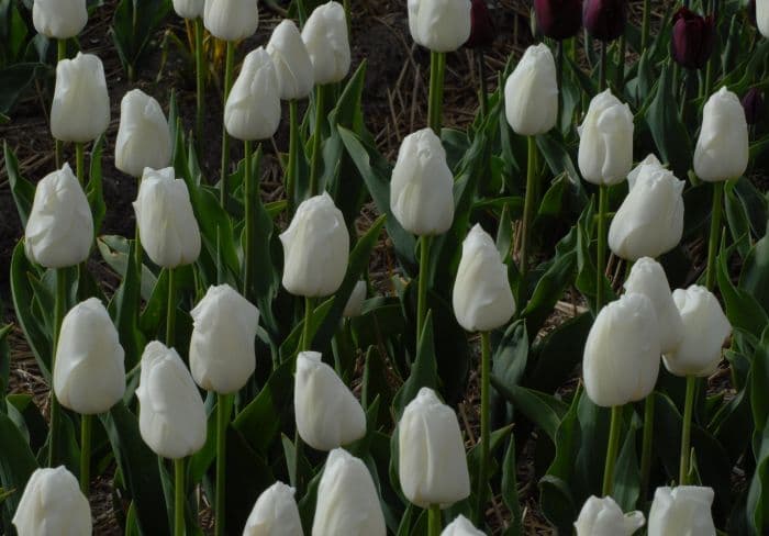 tulip 'Alaska Star'