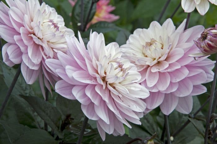 dahlia 'Melody Harmony'