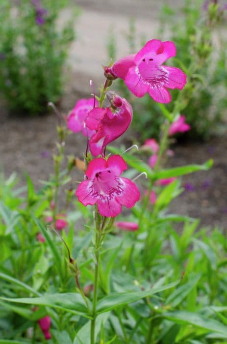 penstemon 'Pensham Loganberry Ice'