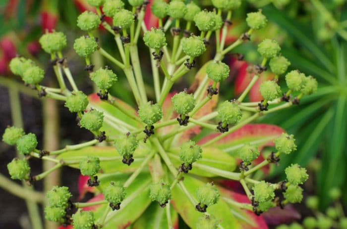 spurge 'John Phillips'