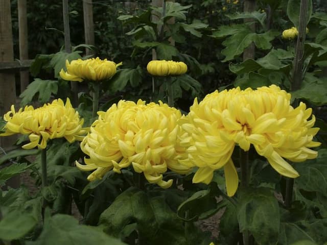 Chrysanthemum 'Horace Hockedy'
