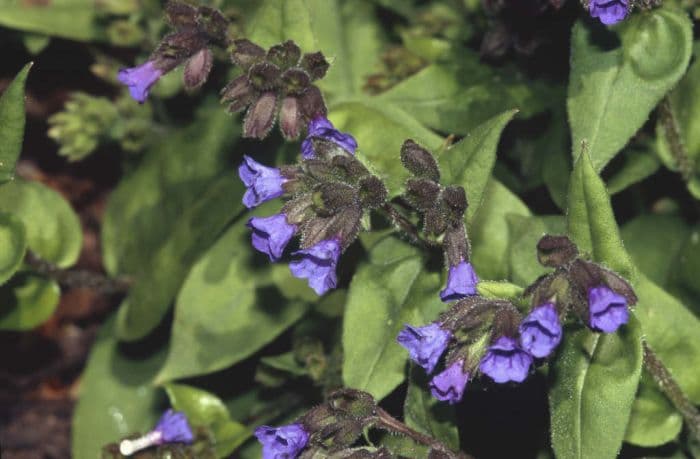 lungwort 'Azurea'