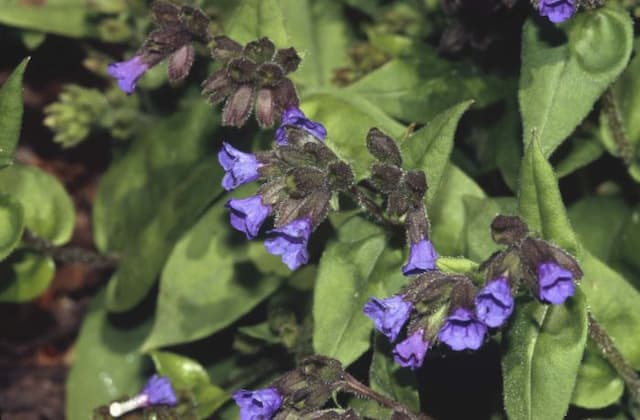 Lungwort 'Azurea'