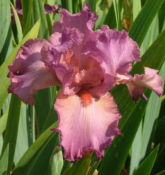 iris 'Ambroisie'