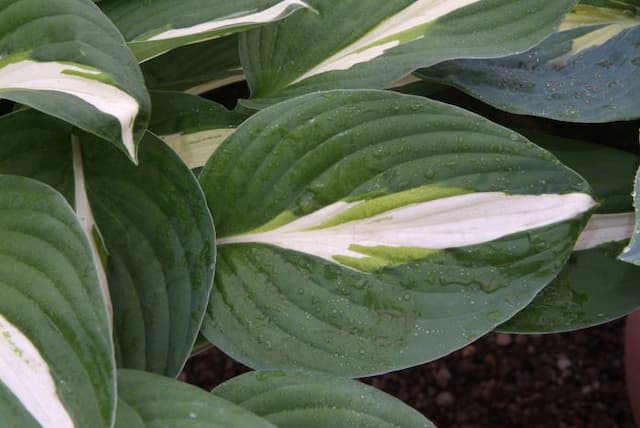 Plantain lily 'Risky Business'
