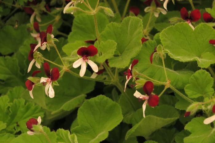 pelargonium 'Islington Peppermint'