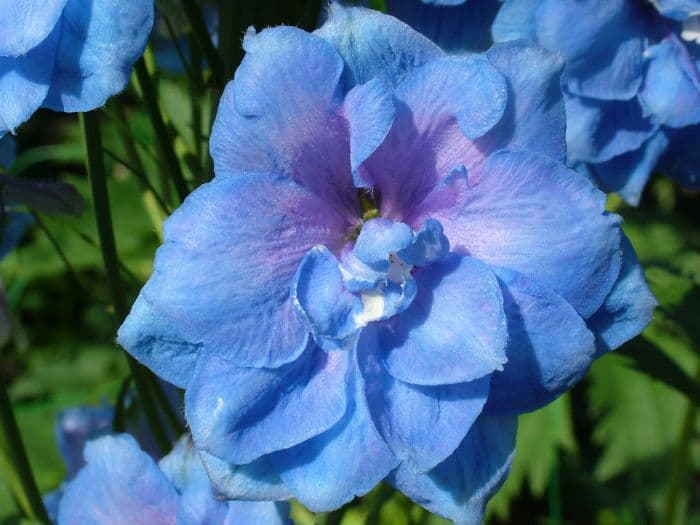 delphinium 'Blue Lace'