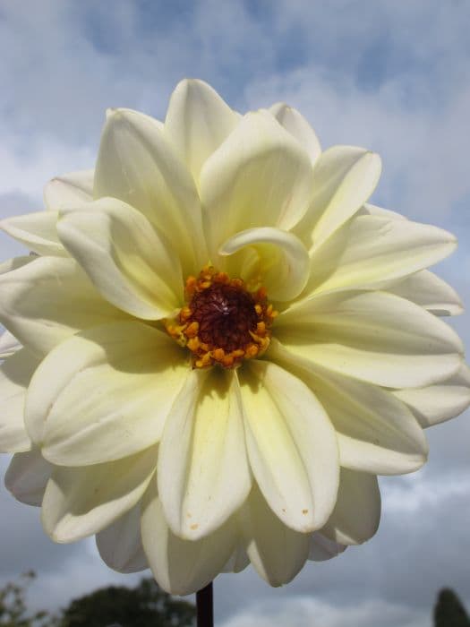 dahlia 'Classic Swanlake'