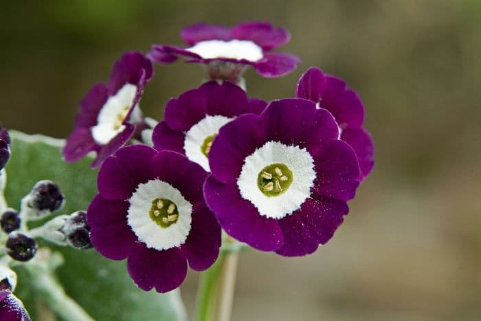 auricula 'Joel'