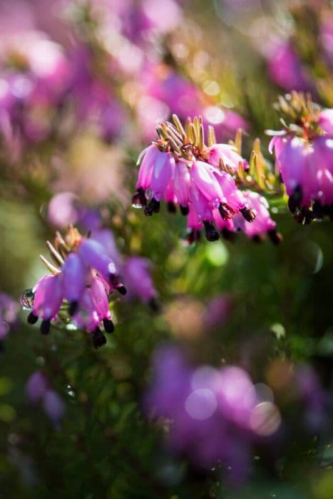 heather 'Winter Rubin'