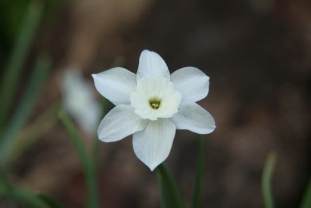 Watier cliff narcissus