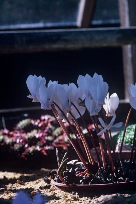 White-flowered ivy-leaved cyclamen
