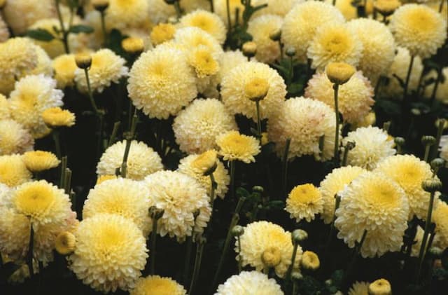 Chrysanthemum 'Pennine Lotus'